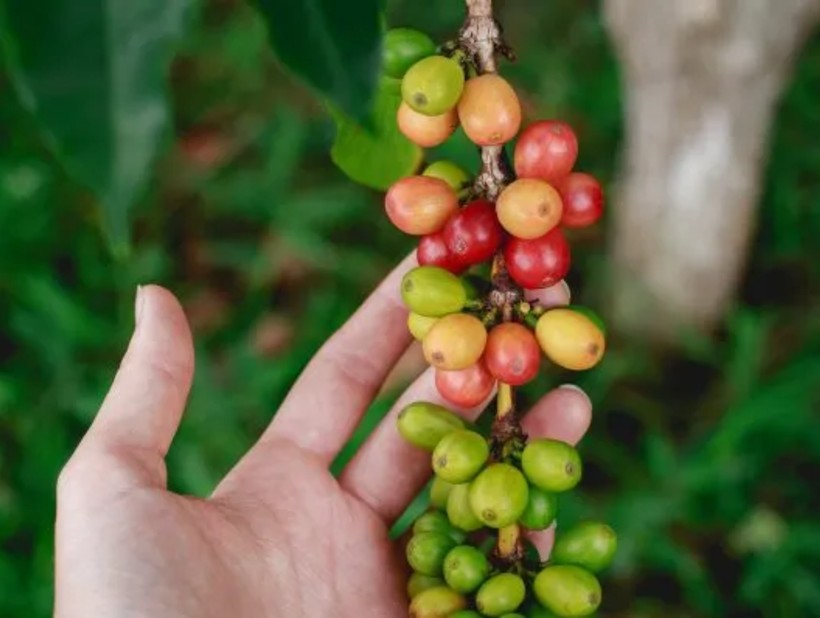 CoffeeTalk Magazine